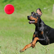 Squeaky Fetch Ball Dog Toy Set – 2 Pack