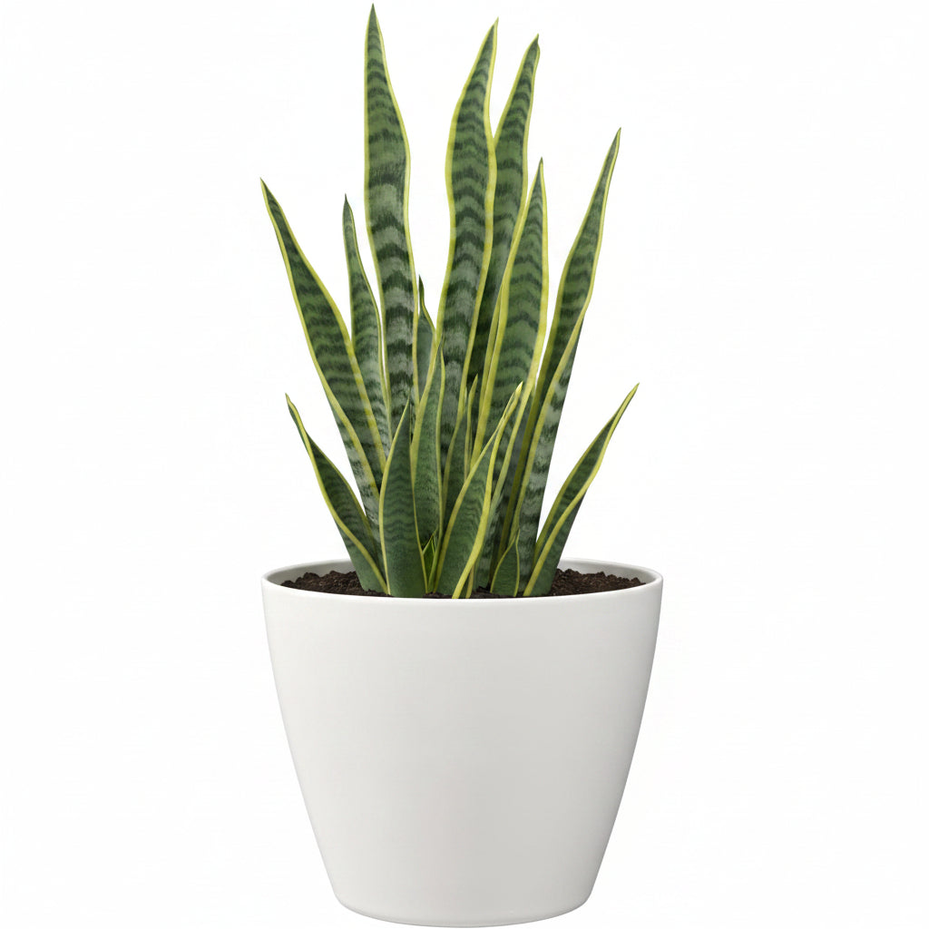 Stone Finish Planter