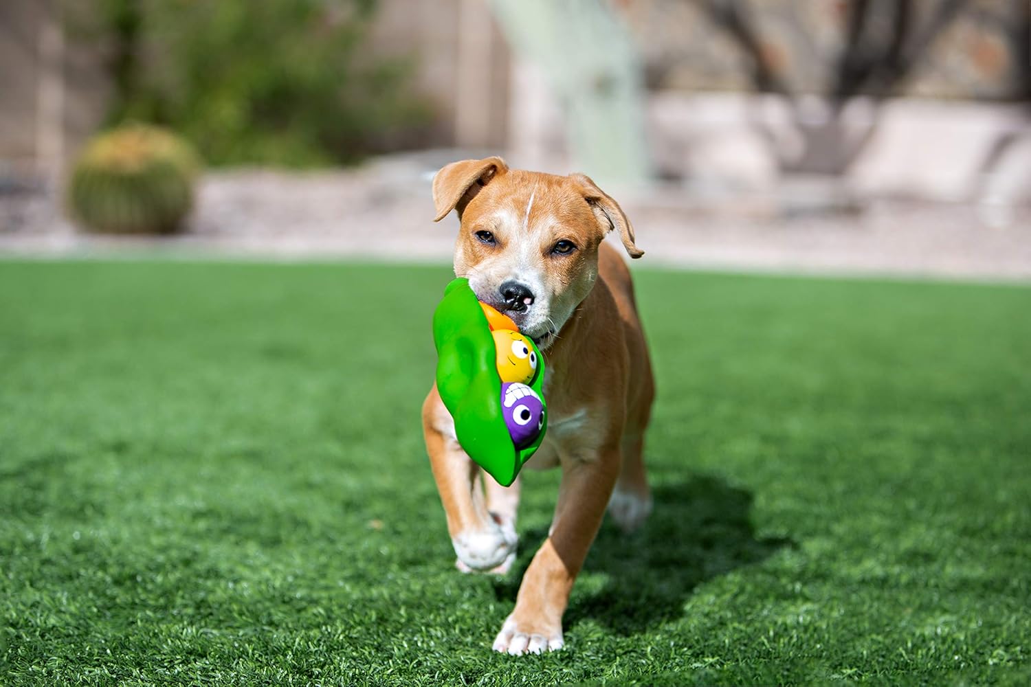 Three Peas Plush Dog Toy