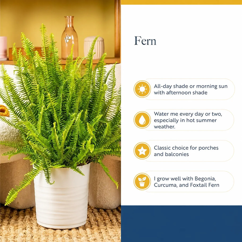 Live Snake Plant