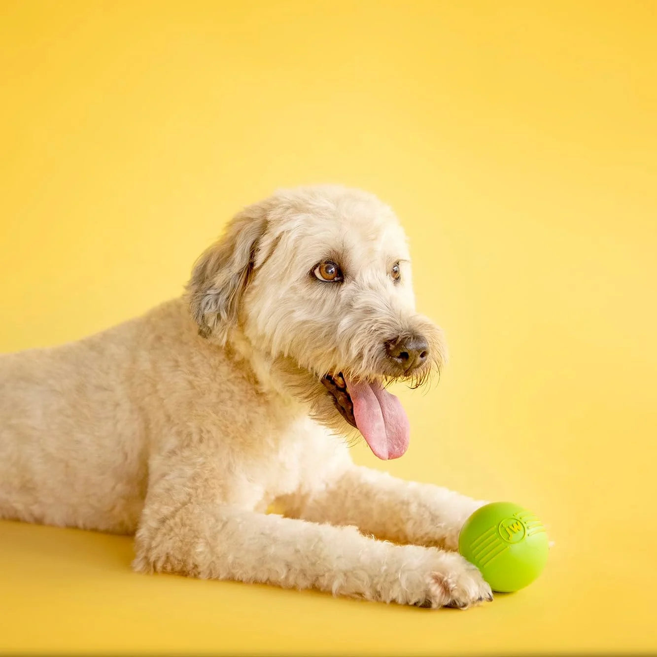 Squeaky Fetch Ball Dog Toy