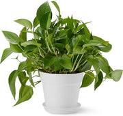 White Modern Planter