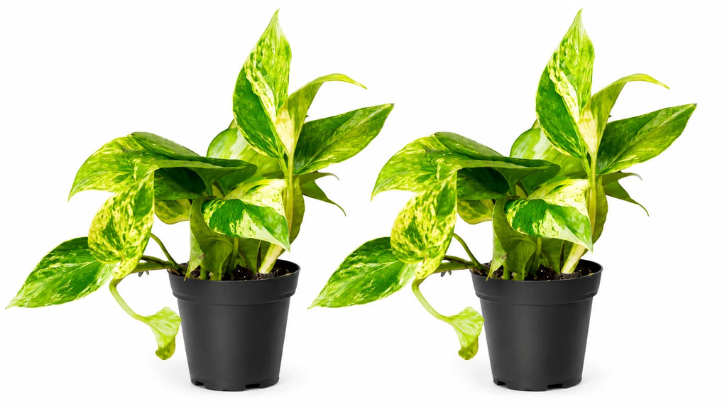 Marble Queen Pothos