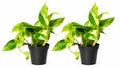Marble Queen Pothos