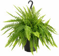Live Money Tree