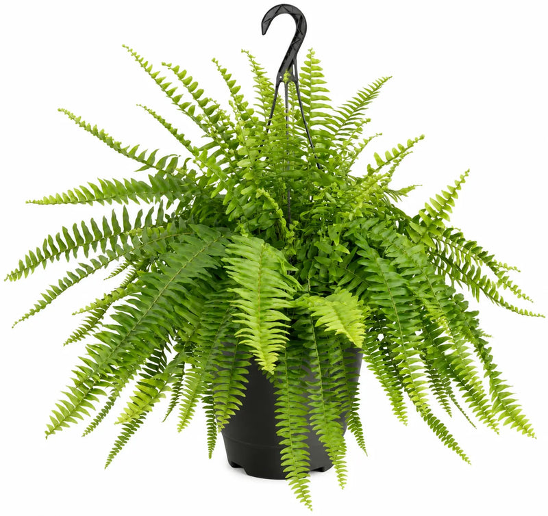 Live Money Tree