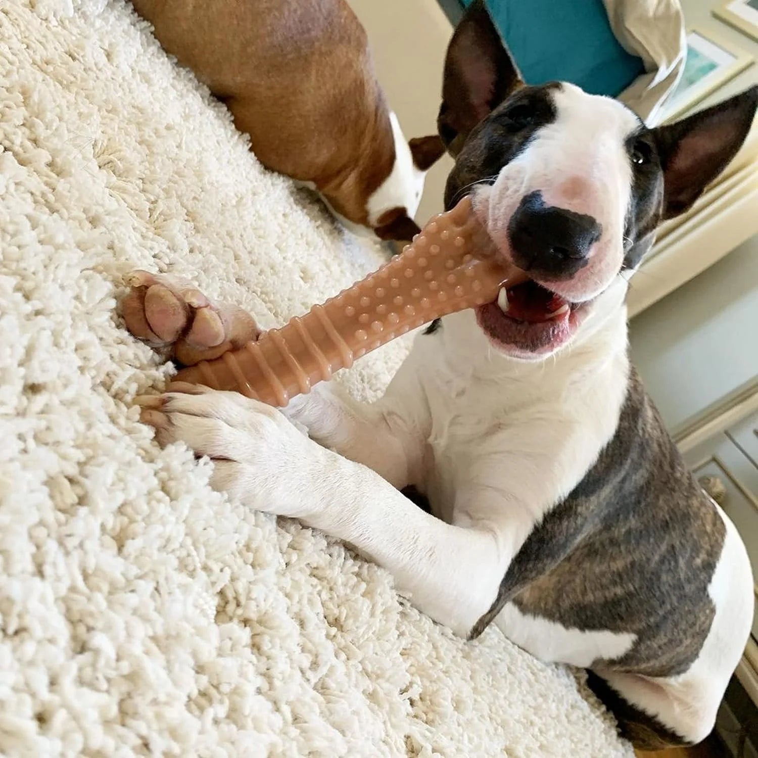 Aggressive Chewer Knuckle Bone