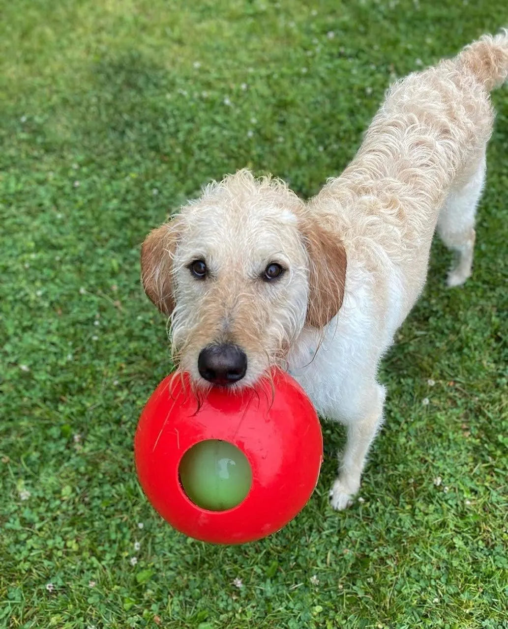 Interactive Teaser Ball Dog Toy