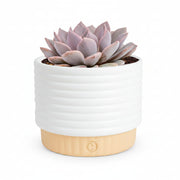 ZZ Live Plant