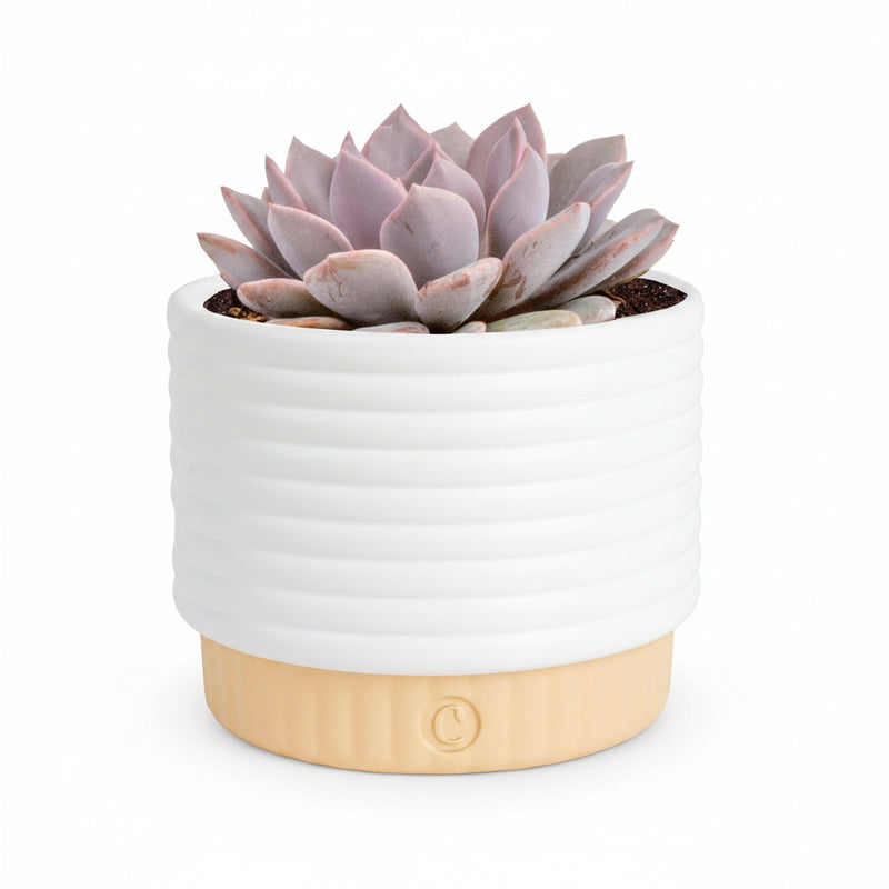 ZZ Live Plant